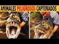 Top 8 monstruos de rió Capturados por Jeremy Wade | SoyCorraje