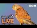 Cute wildlife cams 13 June 🐦🐿🐣 | BBC Springwatch