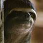 Astute Sloth
