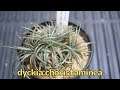 dyckia choristaminea ディッキア コリスタミネア [Variety of succulents introduction]