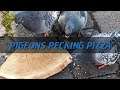 Pigeons Pecking Pizza