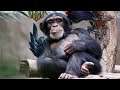 Return To Monke | League of Legends Edition