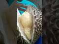 Durian Fruit | Jome YTC  #shorts #durian #foryou