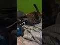 My alien cat