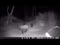 Trail Cam Footage - Can our Camera survive a Bear Attack?