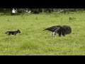 A giant anteater plays with a dog. If it really attacked, the dog would be in trouble.
