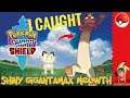 I Caught Shiny Gigantamax Meowth!!! - Pokemon Sword & Shield