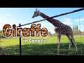 Giraffe in Canada