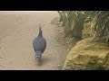 Twycross Zoo - big pigeon!!