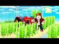 Minecraft Skyblock BIGGEST SUGAR CANE FARM in the pack? (Cosmic Sky #9)