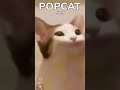 Popcat น้อนแมวอ้าาาาาาาาา