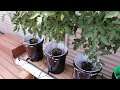 Hydroponic Tomatoes Update 2
