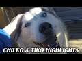 Chilko & Tiko Highlights - Super Cute Dogs. Melee