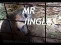 Mr. Jingles