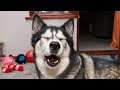 Husky dog is the best Comedian 😄🤣 Funniest Husky Videos 🤣 🐶