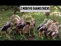 Month old chicks Shamo at Dumlao Farm Kidapawan City