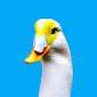 Ducc