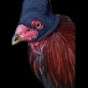 GALLITO!