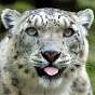 Snow Leopard