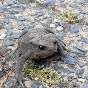 Vulpecula