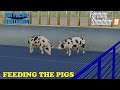 The Pacific Northwest Ep 118     The hogs are hungry     Farm Sim 19