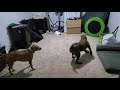 Two Kinds of Dogs - Dogs vs Laser