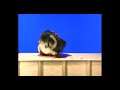 Bloopers, Blunders, and Boo Boos Compilation