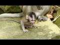 Fantastic Newborn Baby Monkey Mariel Can Try Testing Favor With Any Kind Of Fruit Drop Nearby Mom.