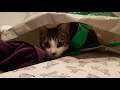 Lazy Cat Playing With Bag