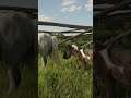 #shorts #shortsbeta #horse #horses #animals #grass #grazing #forest #lovely #beautiful #viral #video