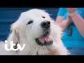 Paul finds Pyrenean Mountain Dog Linda a New Home | Paul O'Grady: For The Love Of Dogs