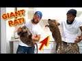 CATCHING & COOKING GIANT NUTRIA RATS SOUTHERN STYLE!