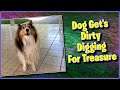 Dog Digs For Buried Treasure Finds Bath Instead #Shorts #sheltie