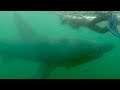 Swimming with Basking Sharks | Documentary