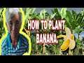 how to plant banana | pamumuhay Ng aking Lola | B. BROTHERS