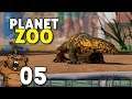 É zoológico bonito que vocês querem? | Planet Zoo #05 - Gameplay PT-BR