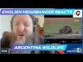 Argentina Wildlife (English Headbanger Reacts)