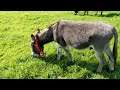 Donkey Sanctuary In Sidmouth, Devon, August 2021