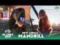 The Mandrill - Planet Zoo new Animal - New Footage
