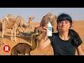 I drank fresh camel milk in Abu Dhabi // Liwa Oasis Extreme Safari