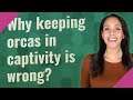 Why keeping orcas in captivity is wrong?