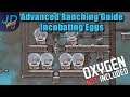 Advanced Ranching Incubating Eggs | Oxygen Not Included