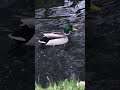 Ducks Swimming In Water 8 Nature Shorts