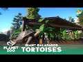 Galapagos Tortoise nature Habitat - Planet Zoo Speed Build - Yosemite Valley Zoo