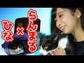 【猫】らんまる様(猫)と奴隷ひなす(人) #HiNas3