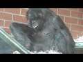 Twycross Zoo - Bonobos