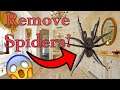 How to get rid of Bathroom Spiders!!