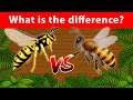 The Bee and the Wasp - What's the difference??? Facts about BEES