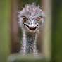 IntrusiveOstrich