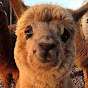 randomalpaca488